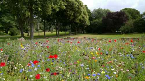 flowers and weeds