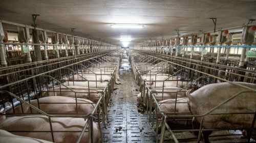 pigs farming